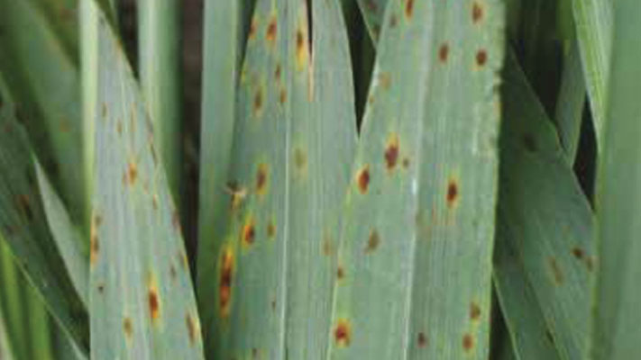 Net Form Net Blotch Disease Treatment Bayer Crop Science 5682