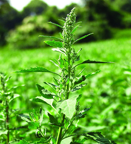 Image of Fat Hen weed plant