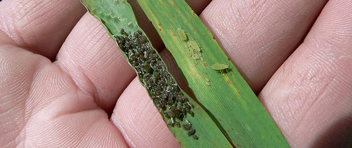 Russian wheat aphid control for barley & wheat crops