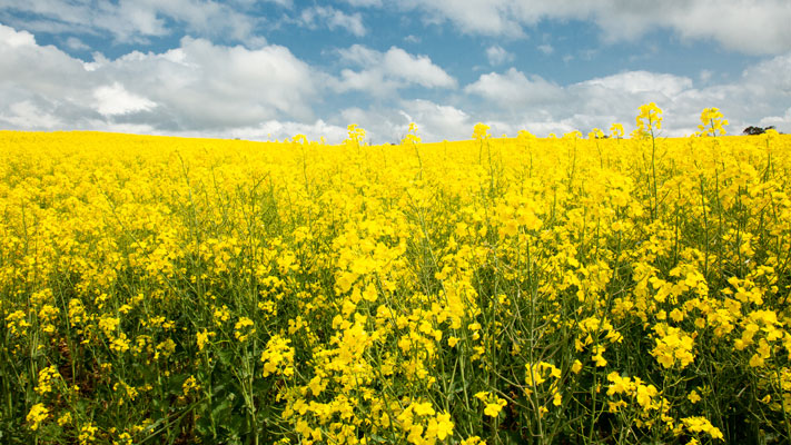 Canola