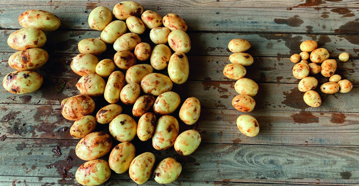 Untreated potatoes in trial showing reduced number in the premium range, more uneven grading and poorer skin finish